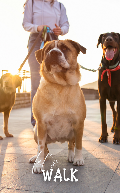 Collar and Leashes